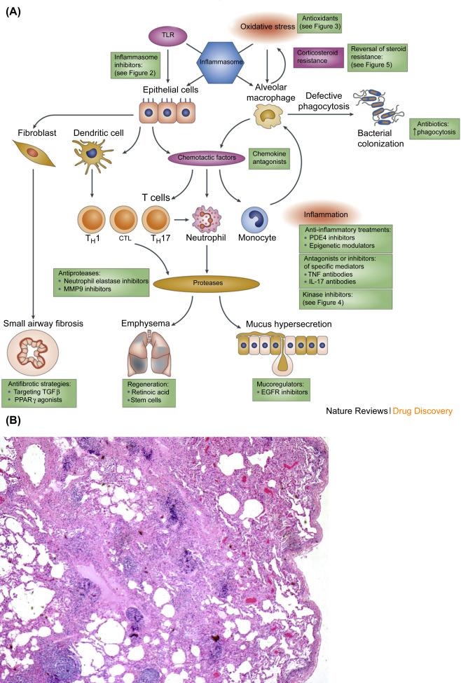 Introduction: Understanding Chronic Inflammation and‌ Its Impact on Health