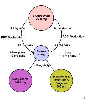 Unveiling the Impact of Iron Deficiency on Overall Wellbeing