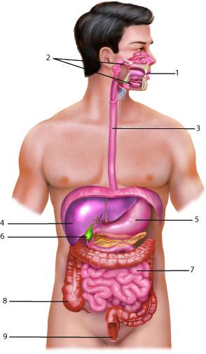 Unveiling the Marvels ​of‍ Minerals: Promoting Vital⁤ Functions in​ the Human Body