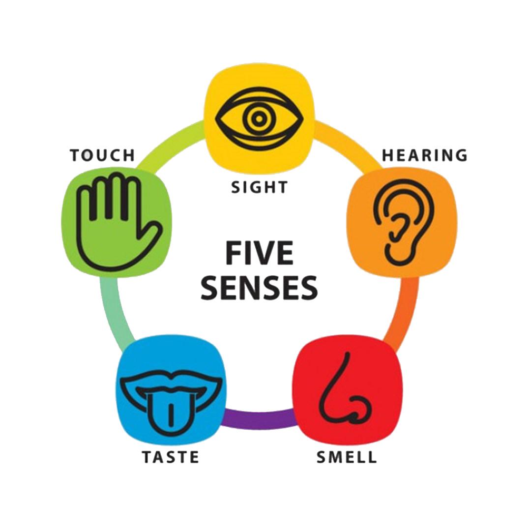 Exploring the Five Senses: ‍Enhancing the ​Connection ‍with Nature