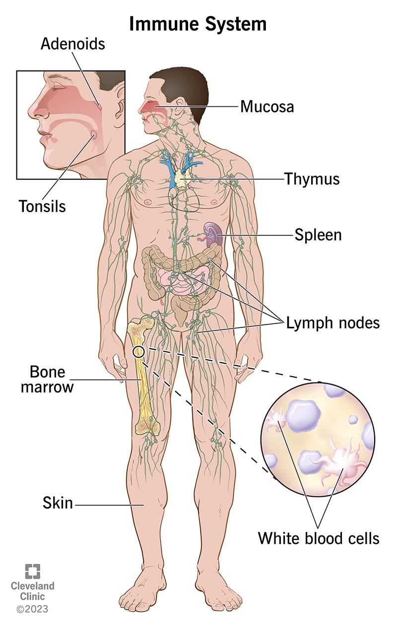 Understanding the Immune System: An Insight into Its‌ Mechanisms and ‌Functions